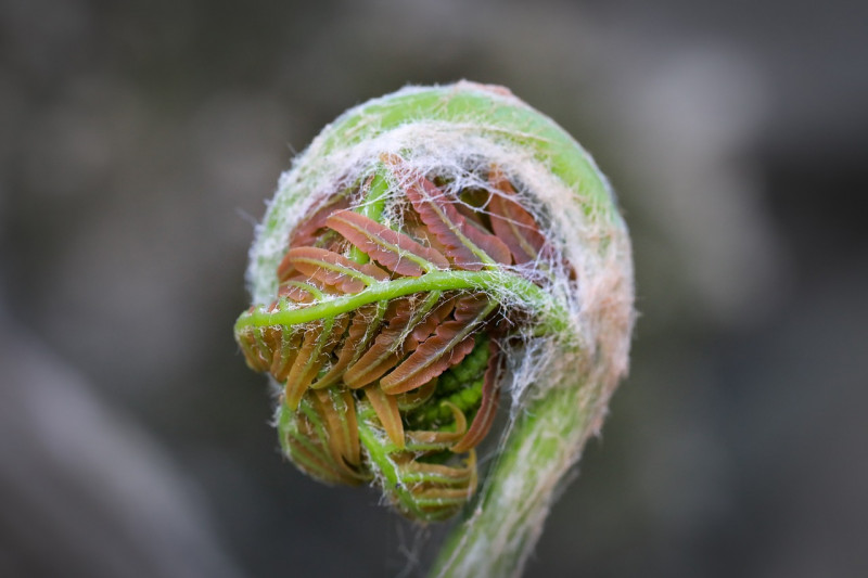 Koningsvaren - Osmunda regalis - Inheemse varen - Vochtige grond - Schaduwtuin - inheemse - bladplanten